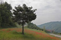 weitere Bilder siehe unter Links